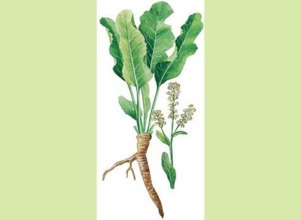 Хрен семейство крестоцветные