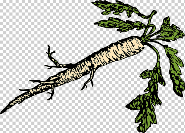 Хрен рисунок