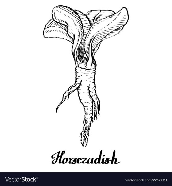 Хрен растение