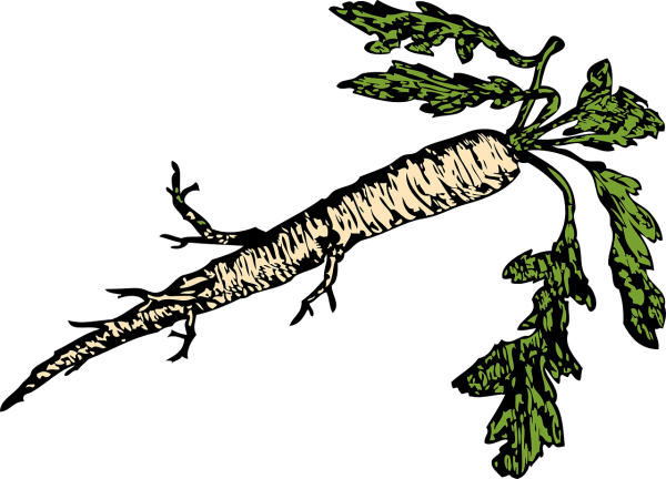 Хрен рисунок