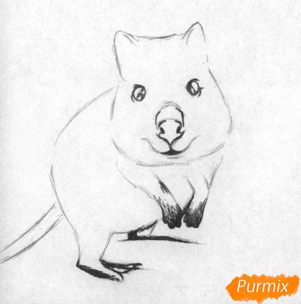 Квокка рисунок