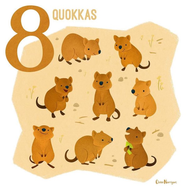 Квокка стикер