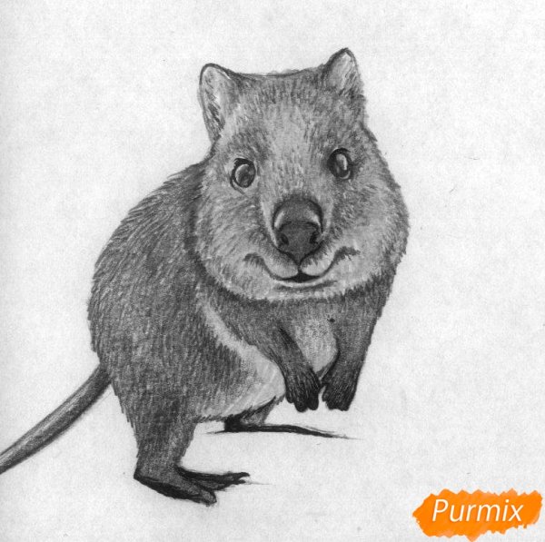 Квокка карандашом