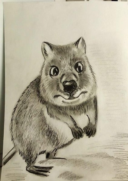 Квокка мультяшная