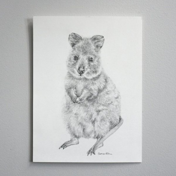 Квокка - стилизация в графике