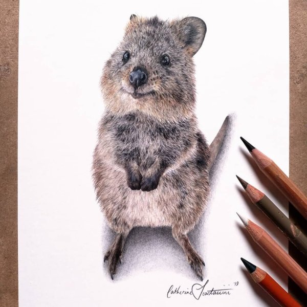 Квокка тату