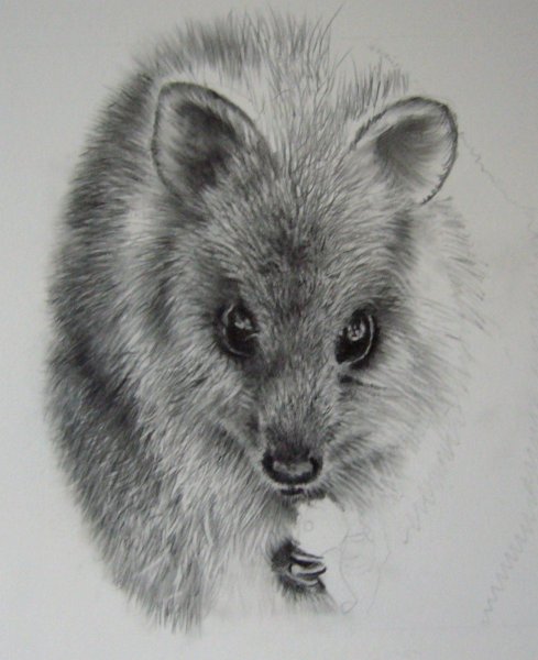 Квокка мультяшный