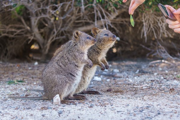Квокка иллюстрация
