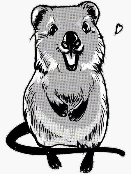 Кенгуру Квокка раскраска