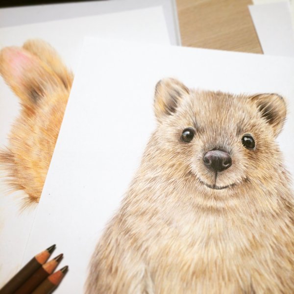 Квокка рисунок карандашом