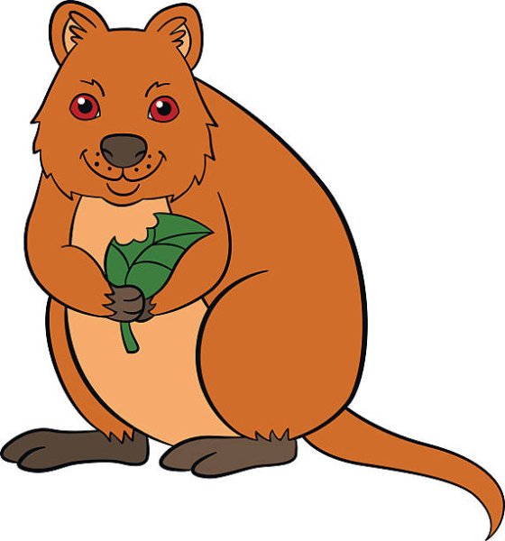 Квокка рисунок