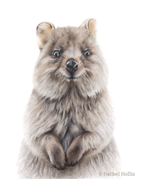 Квокка вектор