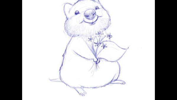 Квокка рисунок