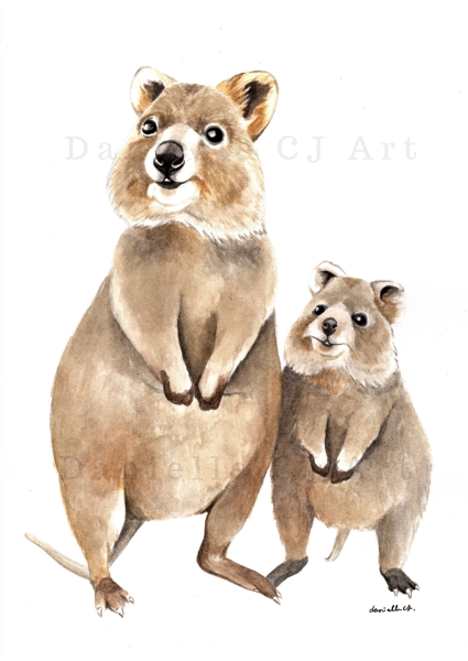 Квокка стикер