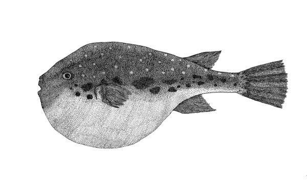 Рыба фугу раскраска