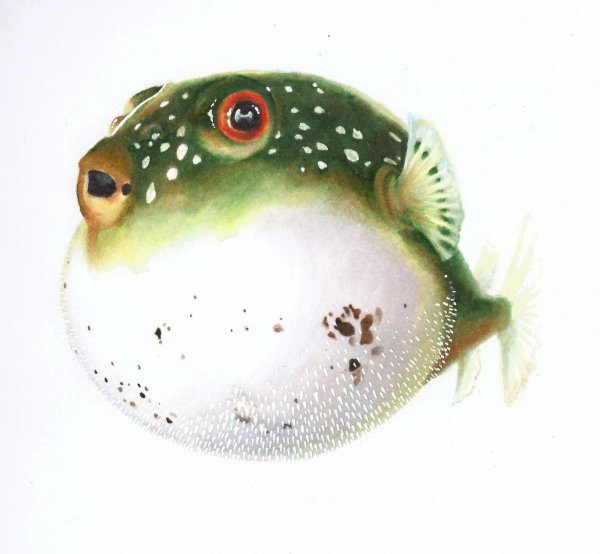 Рыба фугу на прозрачном фоне