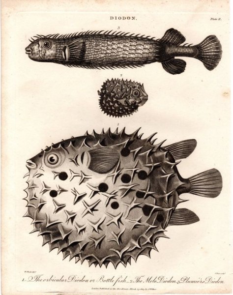 Рыба фугу гравюра