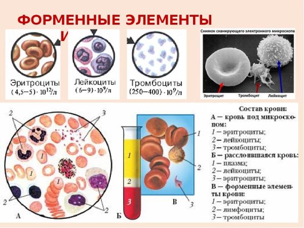 Лейкоциты тромбоциты эритроциты рисунок анатомия
