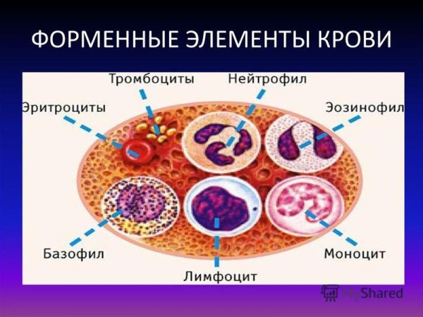 Схема строения форменных элементов крови