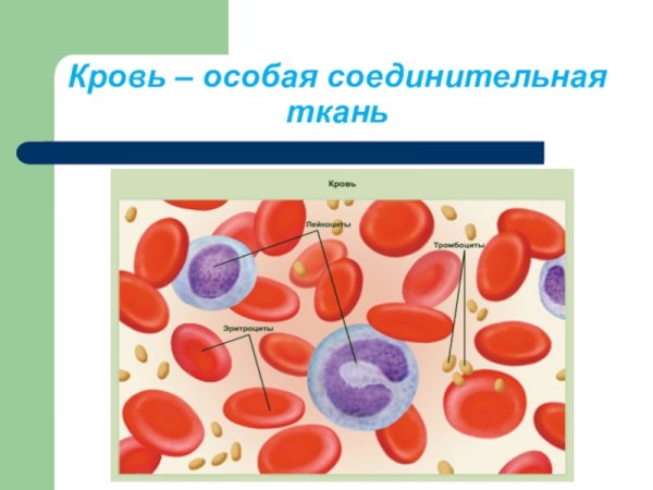 Соединительная ткань кровь человека ткань