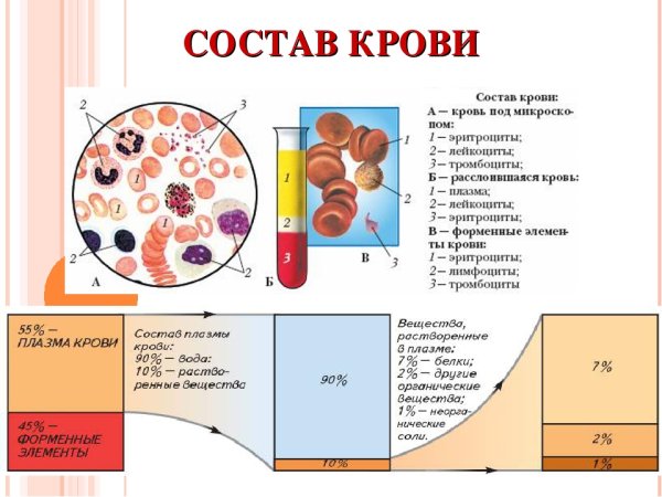 Состав плазмы крови 8 класс биология
