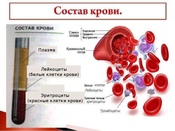 Состав крови клетки крови строение