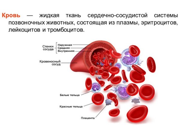 Кровь строение ткани