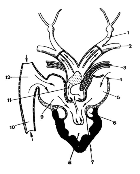 Строение сердца амфибий