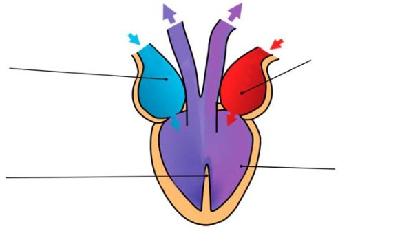 Строение сердца Жабы