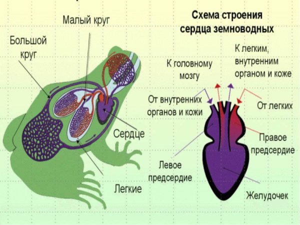 Модель строения сердца земноводных
