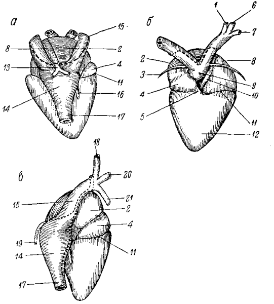 Схема строения сердца пресмыкающихся