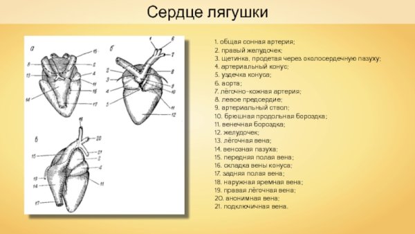 Схема строения сердца лягушки