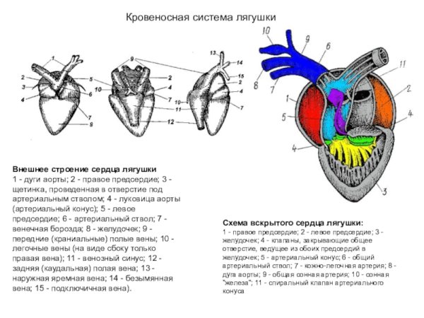 Кровеносная система лягушки рисунок