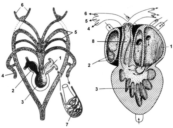 Строение сердца и магистральных сосудов позвоночных животных.