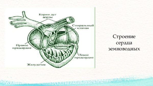Строение сердца земноводных
