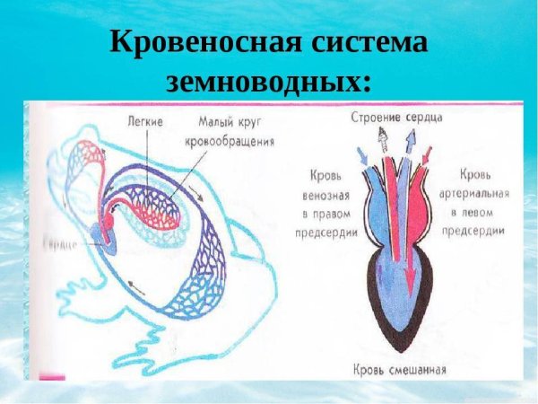 Кровеносная система земноводных сердце