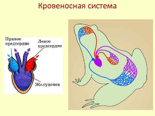 Строен есердца лягушки