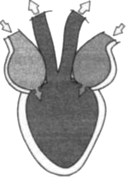 Схема строения кровеносной системы лягушки