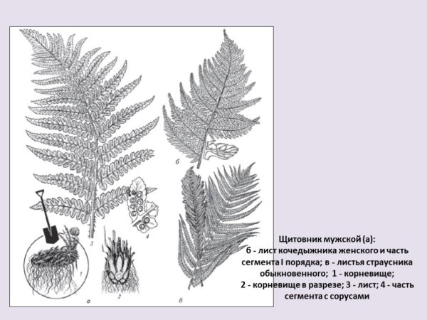 Лист папоротника Щитовник мужской