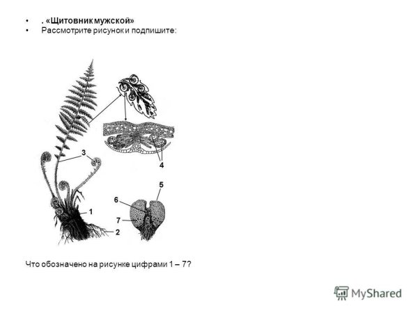 Заросток папоротника антеридии и архегонии