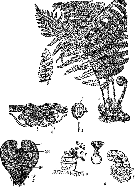 Папоротник Щитовник мужской корень