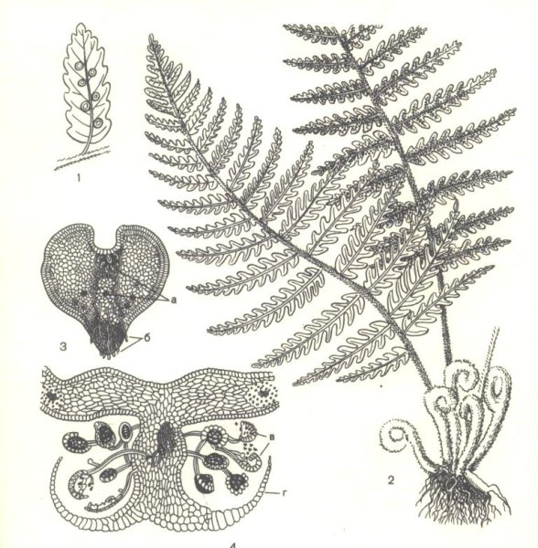 Отдел Папоротниковидные (Polypodiophyta)