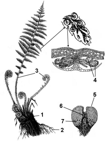 Строение спорофита папоротника