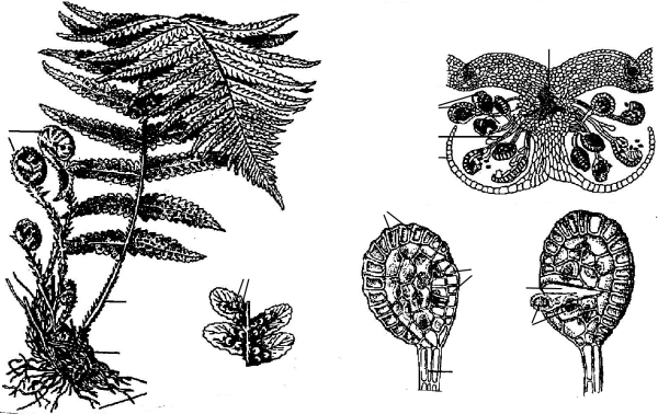 Цикл развития папоротника щитовника мужского