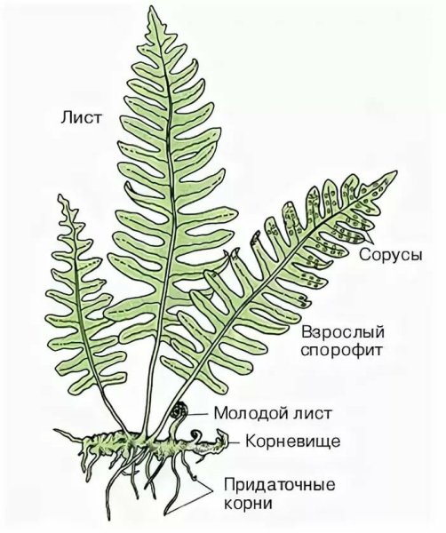 Орляк сорусы