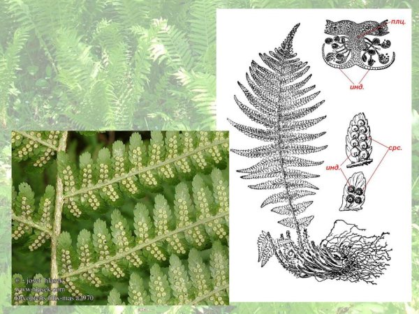 Гербарий папоротника щитовника мужского