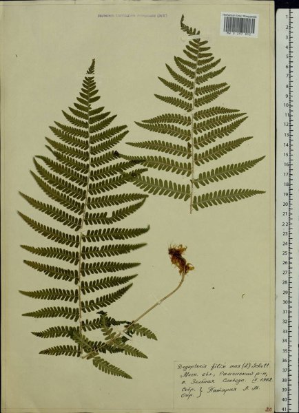 Сорус папоротника щитовника