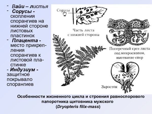Спорангии папоротника
