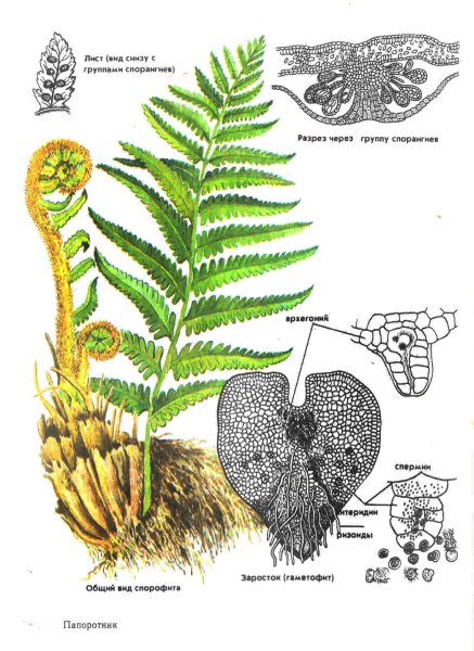 Щитовник мужской ярус