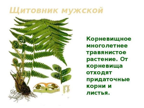 Папоротник Щитовник мужской